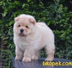 Beyaz Chow Chow Yavrularımız 4