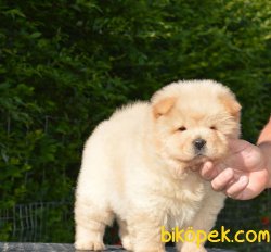 Beyaz Chow Chow Yavrularımız 1