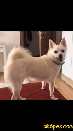 Beyaz Dişi Spitz Aşıları Tam Wc Var Eşyalarıyla Beraber Verilecek 2