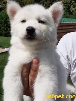 BEYAZ Husky (sibirya Kurdu) Yavruları 2
