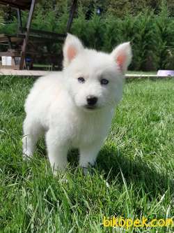 BEYAZ Husky (sibirya Kurdu) Yavruları 5