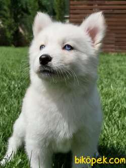 BEYAZ Husky (sibirya Kurdu) Yavruları 3