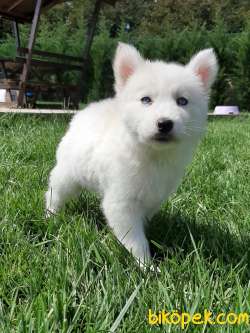 BEYAZ Husky (sibirya Kurdu) Yavruları 1