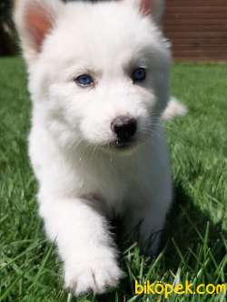 BEYAZ Husky (sibirya Kurdu) Yavruları 4