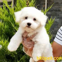 BEYAZ INCI MALTESE TERRIER YAVRULARI