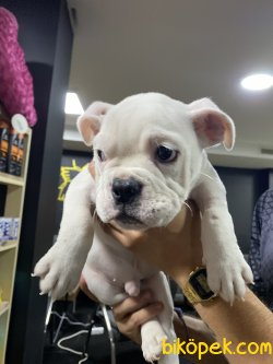 BEYAZ İNGİLİZ BULLDOG BEBEĞİMİZ 3
