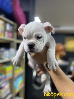 BEYAZ İNGİLİZ BULLDOG BEBEĞİMİZ 2