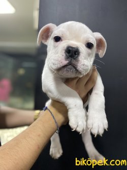 BEYAZ İNGİLİZ BULLDOG BEBEĞİMİZ 1