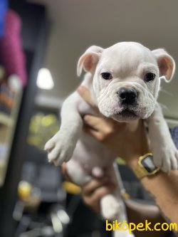 BEYAZ İNGİLİZ BULLDOG BEBEĞİMİZ 3