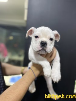 BEYAZ İNGİLİZ BULLDOG BEBEĞİMİZ 2