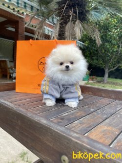 Beyaz Irk Belgeli Teddy Bear Pomeranian Boo 4