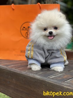 Beyaz Irk Belgeli Teddy Bear Pomeranian Boo 1