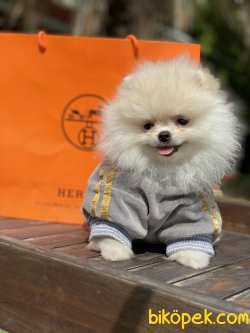 Beyaz Irk Belgeli Teddy Bear Pomeranian Boo 2