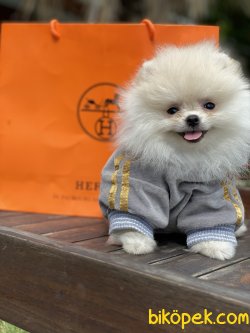 Beyaz Irk Belgeli Teddy Bear Pomeranian Boo 3