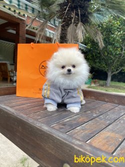 Beyaz Irk Belgeli Teddy Bear Pomeranian Boo 5