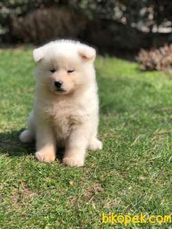 BEYAZ Japon Akita İnu Yavrularimiz ( Hachiko ) 3