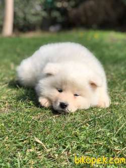 BEYAZ Japon Akita İnu Yavrularimiz ( Hachiko ) 1