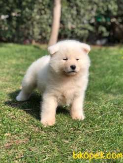 BEYAZ Japon Akita İnu Yavrularimiz ( Hachiko ) 4