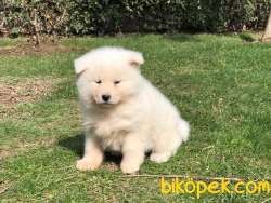 BEYAZ Japon Akita İnu Yavrularimiz ( Hachiko ) 5