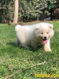 BEYAZ Japon Akita İnu Yavrularimiz ( Hachiko ) 2