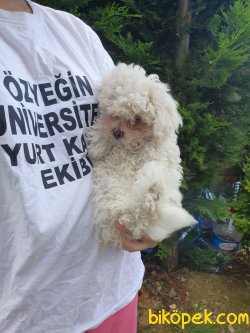 Beyaz Küçük Boy Poodle 2