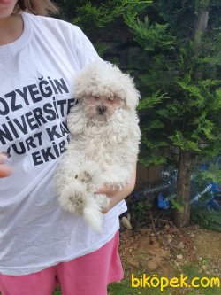 Beyaz Küçük Boy Poodle 3