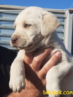 A KALİTE BEYAZ LABRADOR RETRIEVER YAVRULARIMIZ 3