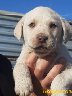 A KALİTE BEYAZ LABRADOR RETRIEVER YAVRULARIMIZ 1