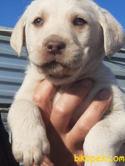 A KALİTE BEYAZ LABRADOR RETRIEVER YAVRULARIMIZ 5