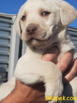 A KALİTE BEYAZ LABRADOR RETRIEVER YAVRULARIMIZ 2