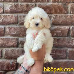 Beyaz Maltipoo Erkek Yavrumuz 2