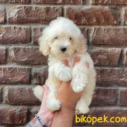 Beyaz Maltipoo Erkek Yavrumuz 1