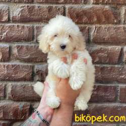 Beyaz Maltipoo Erkek Yavrumuz 3
