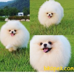 Beyaz Nadir Güzellikte Yetişkin T Cup Pomeranian Boo 1