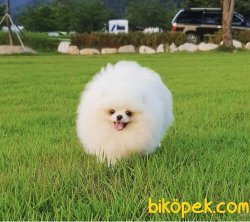 Beyaz Nadir Güzellikte Yetişkin T Cup Pomeranian Boo 2