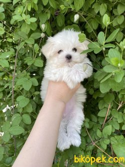 Beyaz Orjinal  Maltese Terrier Antialerjik 1