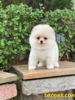 Beyaz Orjinal POMERANİAN BOO Yavrumuz 1