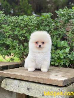 Beyaz Orjinal POMERANİAN BOO Yavrumuz 5