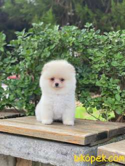 Beyaz Orjinal POMERANİAN BOO Yavrumuz 4