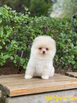Beyaz Orjinal POMERANİAN BOO Yavrumuz 3