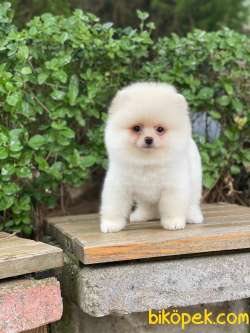 Beyaz Orjinal POMERANİAN BOO Yavrumuz 2