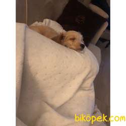 Beyaz Patili Sevimli Maltipoo 5