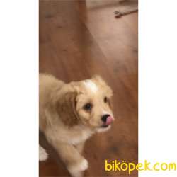 Beyaz Patili Sevimli Maltipoo 4