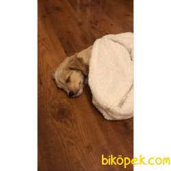 Beyaz Patili Sevimli Maltipoo 2
