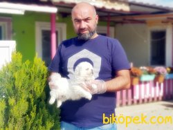 BEYAZ PEKİNEZ YAVRULAR 2