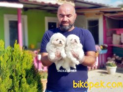 BEYAZ PEKİNEZ YAVRULAR 4