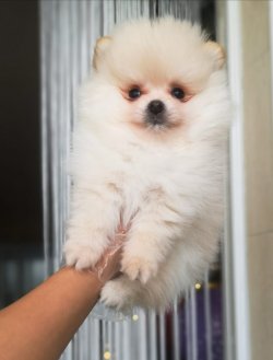 Beyaz Pomeranian 1