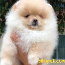 Beyaz Pomeranian 3