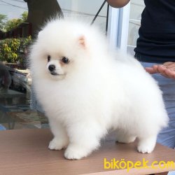 Beyaz Pomeranian 2