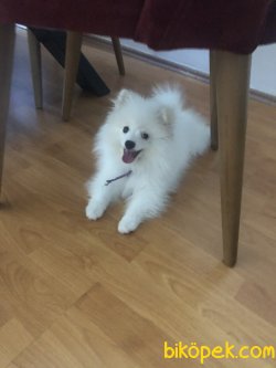 Beyaz Pomeranian 4